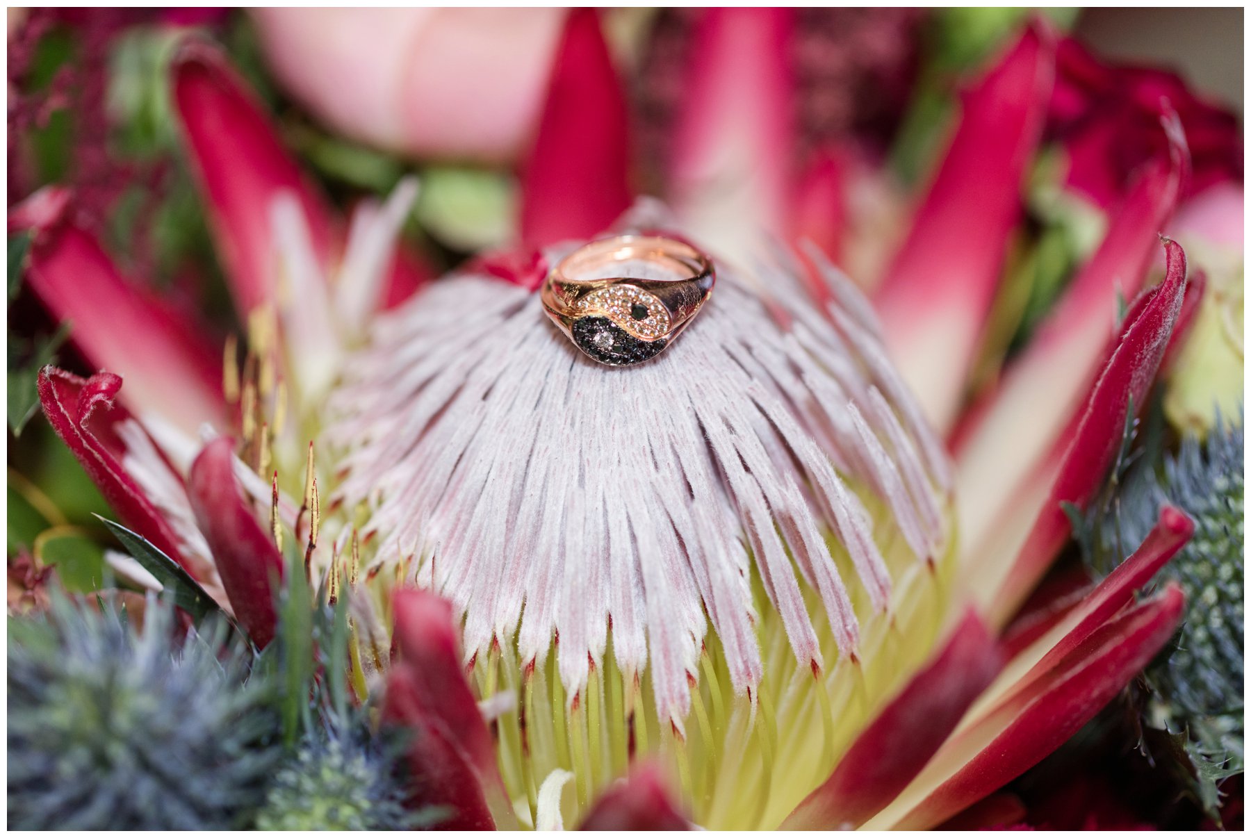 Yin and Yang engagement ring on red protea